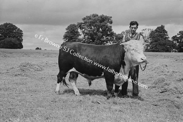 HEADFORD HOUSE  PEDIGREE HEREFORD BULL